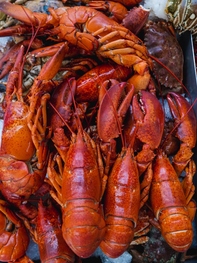 Plenty of Orange Lobsters