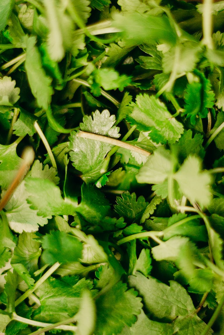 Vibrant close-up of fresh cilantro leaves showcasing their greenery and freshness.
